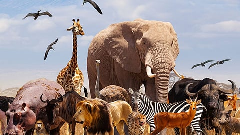 World animal day 2026 animal safety welfare importance.
