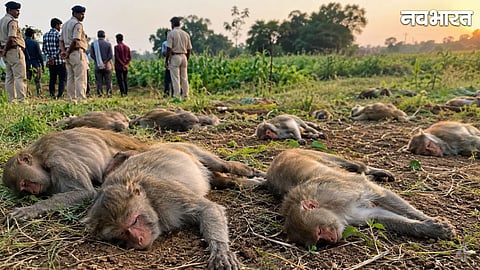 Atrocity in Bemetara under the guise of crop protection: Over 22 monkeys gunned down