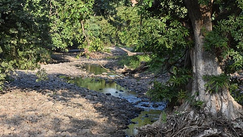 wardha bor tiger reserve water crisis november