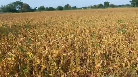yavatmal drought cotton soybean crop loss