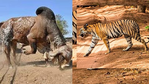 Chandrapur Tiger Attack Bull Fights Tiger