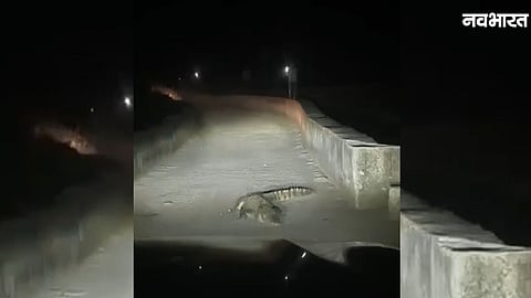 Giant crocodile sitting on Bharra Bridge road in Morena