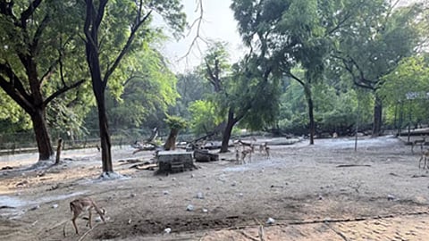 Kanpur Zoo Blackbuck Deaths: Mysterious Disease Suspected After Four Blackbucks Die in a Month