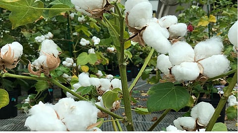 world cotton day 2026 yavatmal cotton farmers