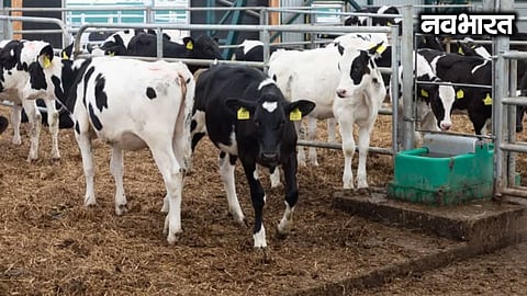 Beware of fraud regarding the Chief Minister's Rural Livestock Entrepreneurship Scheme