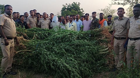 yavatmal ganja farming busted 848 plants seized