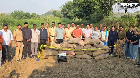 Chhatrapati Sambhajinagar Illegal Cannabis Farming 241 Plants Seized
