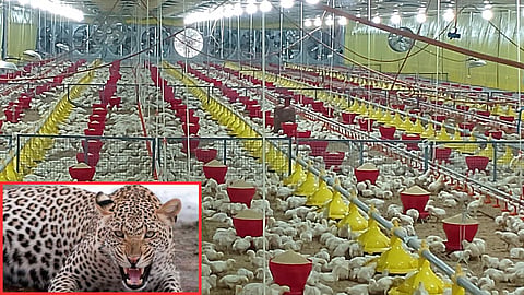 Chandrapur Leopard Poultry Attack