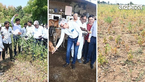 Yavatmal Kharif Crop Damage