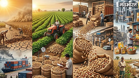 Peanut Prices Rise In Gujarat Maharashtra Markets Under