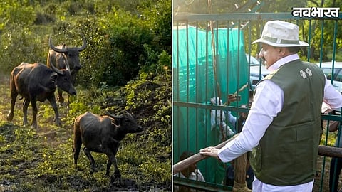 wild buffaloes return to Kanha Tiger Reserve after 100 years
