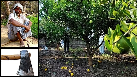 Wardha Farmer Cuts Sweet Lime Trees Water Shortage