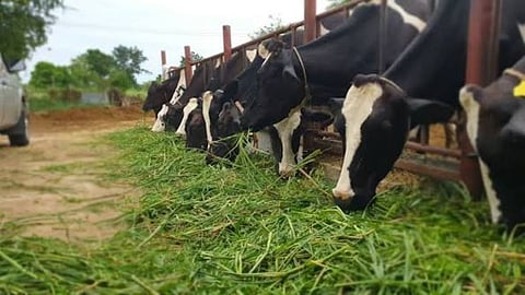 Nashik Fodder Bank Livestock Management