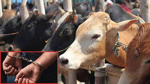 Nashik Crime News Beef Seizure