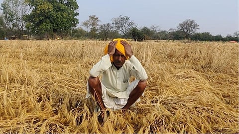 gondia tiroda crop damage farmer survey
