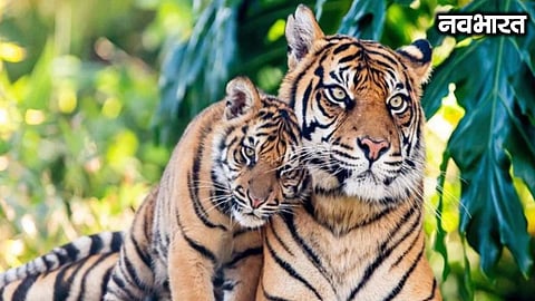 Two new arrivals at Pune’s Katraj Zoo