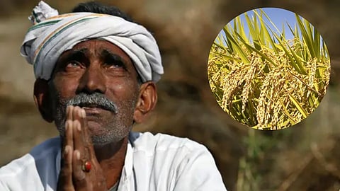 bhandara paddy productivity estimate farmers msp procurement