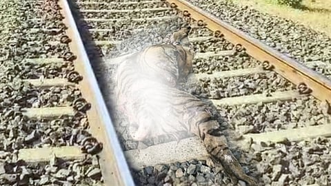 nanded kinwat tigress killed train accident