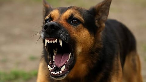 bhandara dog bite cases animal attacks 2026