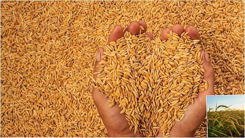 gondia paddy bonus procurement centres delay