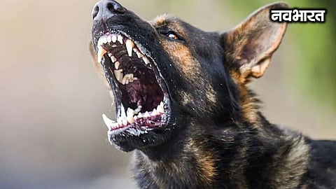 Menace of stray dogs in Mumbai, 1.54 lakh people fall victim in 2025