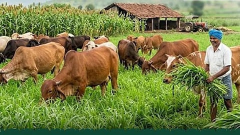 Chhatrapati Sambhajinagar Drought Fodder Production 1262 Acres