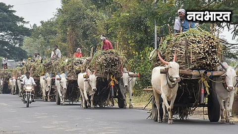 'Mission Silage' launched amidst drought crisis in Maharashtra