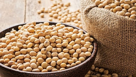 Soybean Price Maharashtra Crop Production Market Outlook