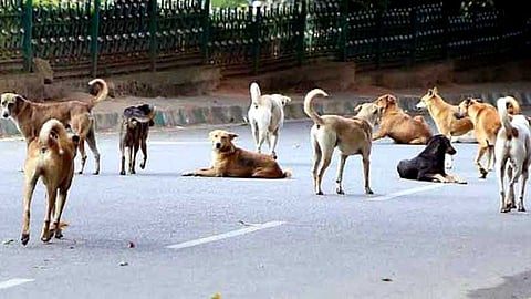 Stray dogs become menace