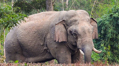 pench elephants bhima subramaniam training human elephant conflict