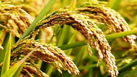 gadchiroli paddy prices rise production declines