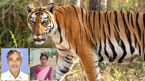 chandrapur tiger attack two deaths sindewahi