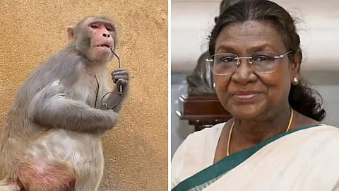 Trimbakeshwar Monkey Attack 400 Injured President Droupadi Murmu Visit