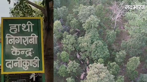 chhattisgarh news, Chhattisgarh elephant terror,