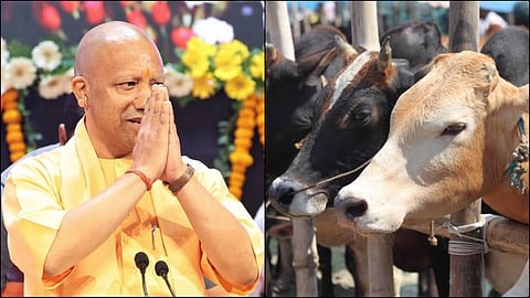 Government budget increased for bovine conservation