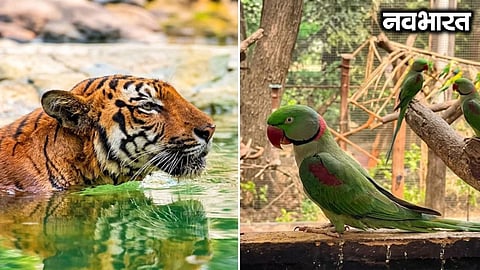 Special arrangements to keep things cool at Jijamata Udyan