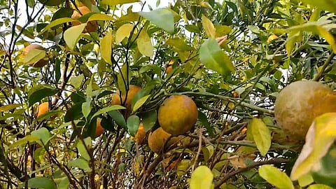 amravati warud water crisis orange farmers groundwater
