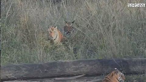 Kanha tiger cubs viral video