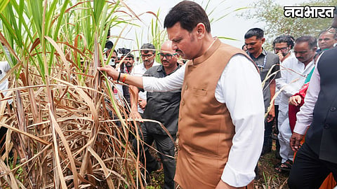 Crops Damage Due To Drought In Maharashtra Devendra Fadnavis