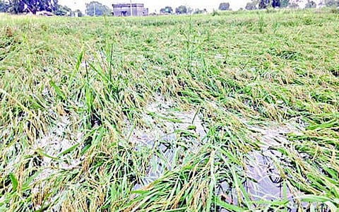 अकोला जिले के 990 गांवों में, खरीफ फसलों की अंतिम पैसेवार 47 पैसे