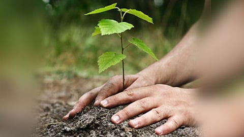 plantation