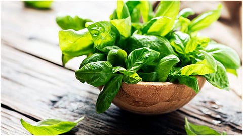 Basil leaves