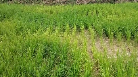 Paddy Field, soybean crop crisis due to lack of rain