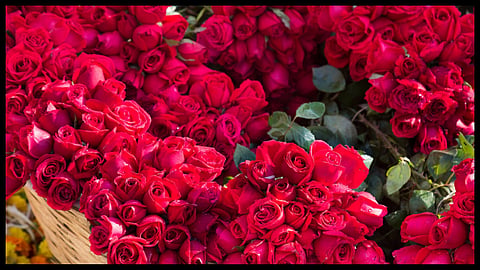 rose