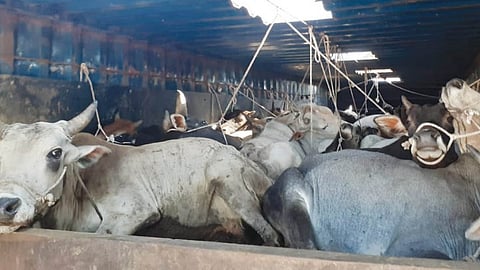 Cow Smuggling