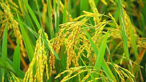 paddy crop