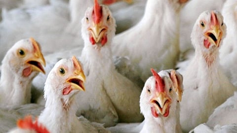 bird flu