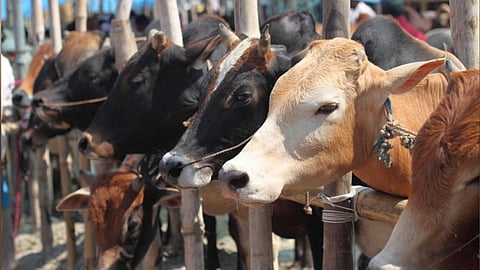 Cow