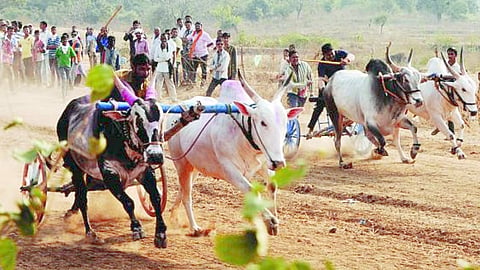 Case registered against 20 people for organizing bullock cart race