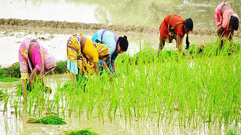 paddy planting
